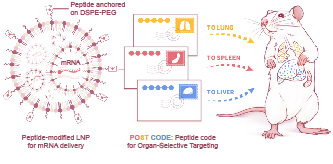 20250901-航院邵玥课题组通过多肽分子力学建立器官靶向核酸药物递送策略-常铁-图1. 多肽编码引导的器官靶向核酸药物递送(“POST多肽分子邮编”)策略.jpg